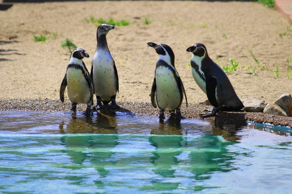 Pinguingruppe