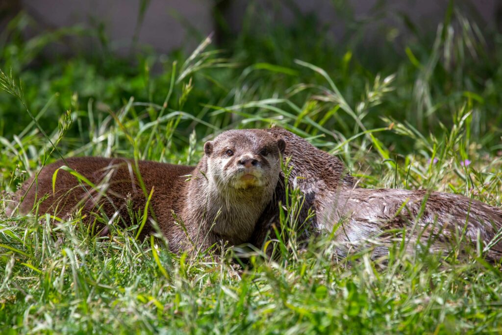 Otter-3