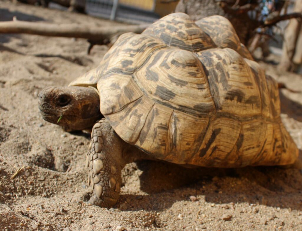 Pantherschildkröte