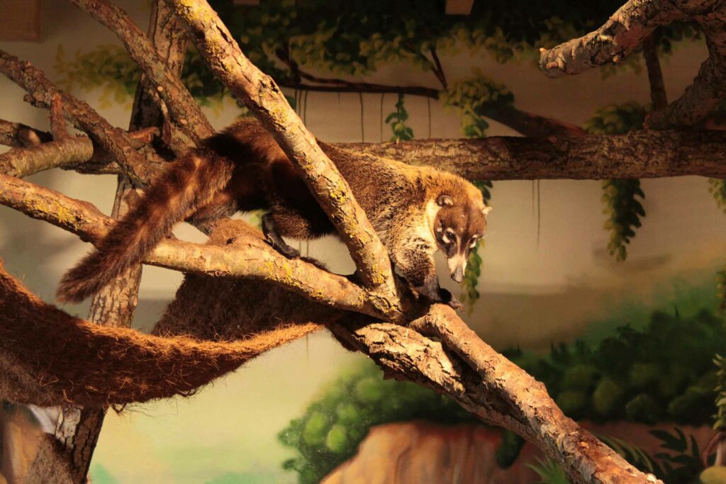 Weißrüsselnasenbär2