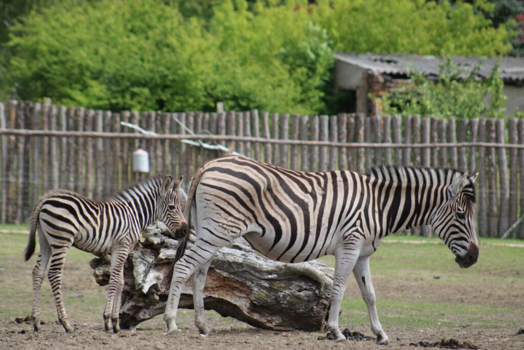 Zebra-mit-Fohlen